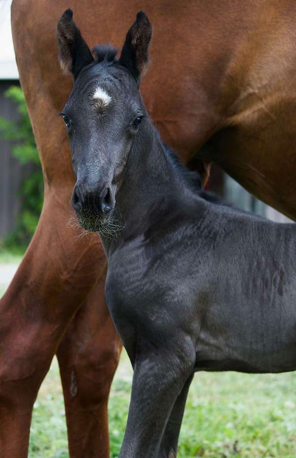 fei-mare-foal