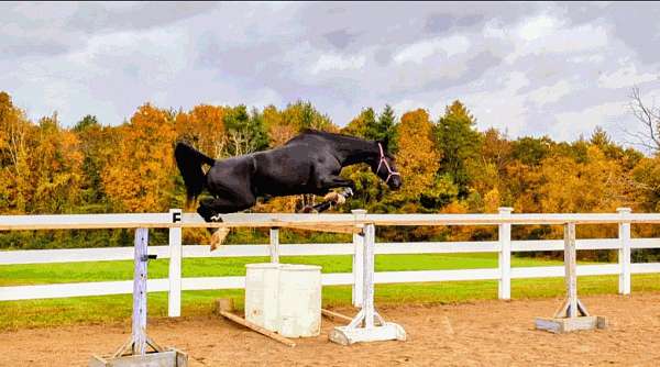 dressage-training-dutch-warmblood-horse