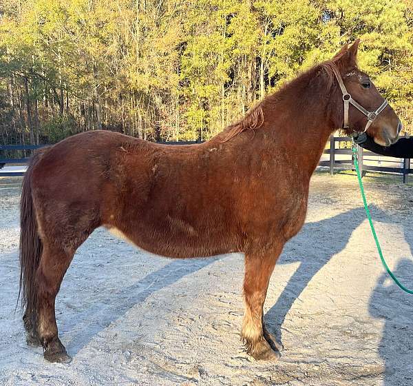 sorrel-haflinger-mare