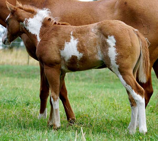 cutting-filly-stallion