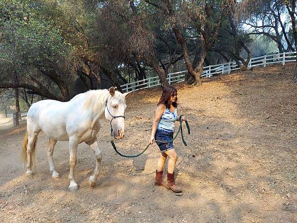 great-companion-andalusian-horse