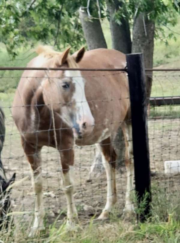 natural-horsemanshi-paint-horse