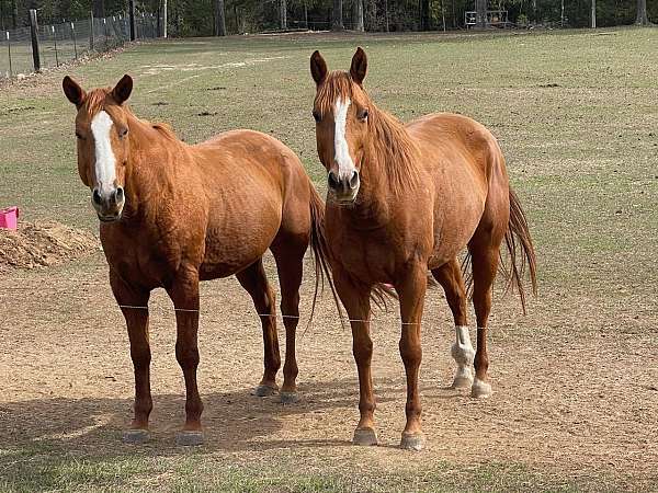 15-hand-quarter-horse-mare