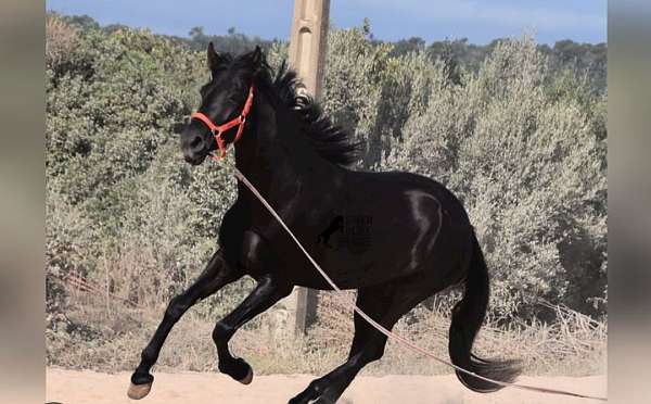 black-no-markings-horse