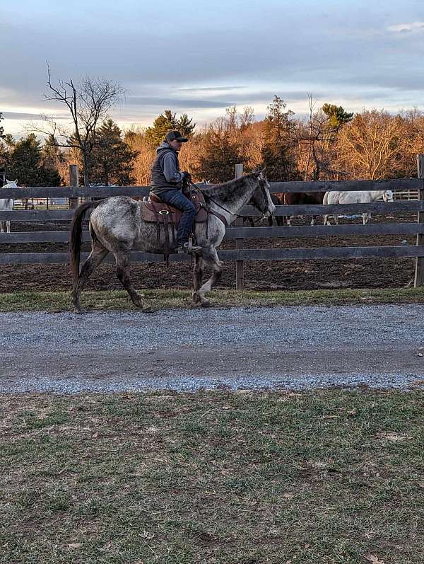 appaloosa-horse