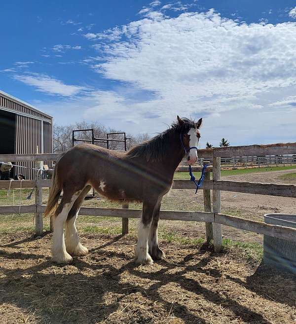 gypsy-clydesdale-horse