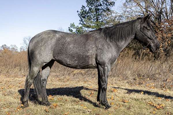 blue-roan-double-dilute-horse