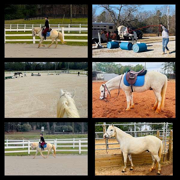 ranch-work-pony-welsh-pony