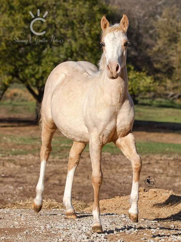 dunalino-splash-white-1-horse