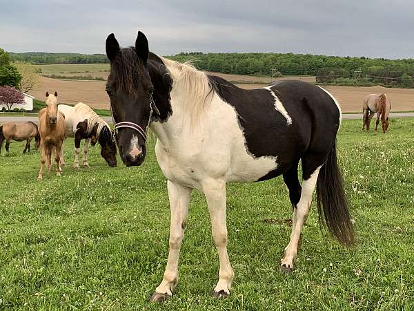 for-all-ages-tennessee-walking-horse