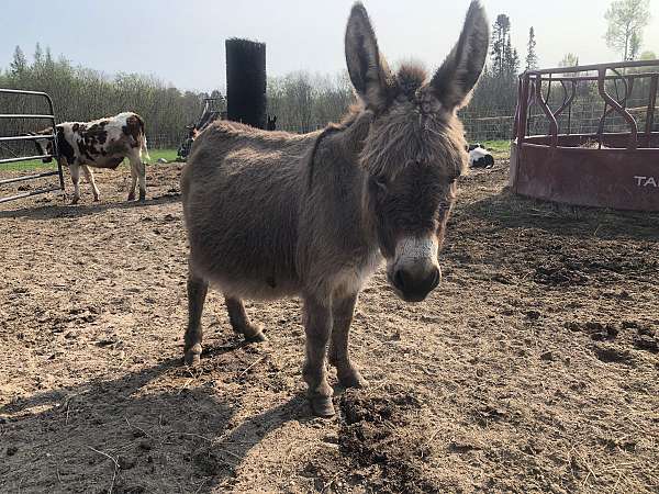 bred-to-donkey