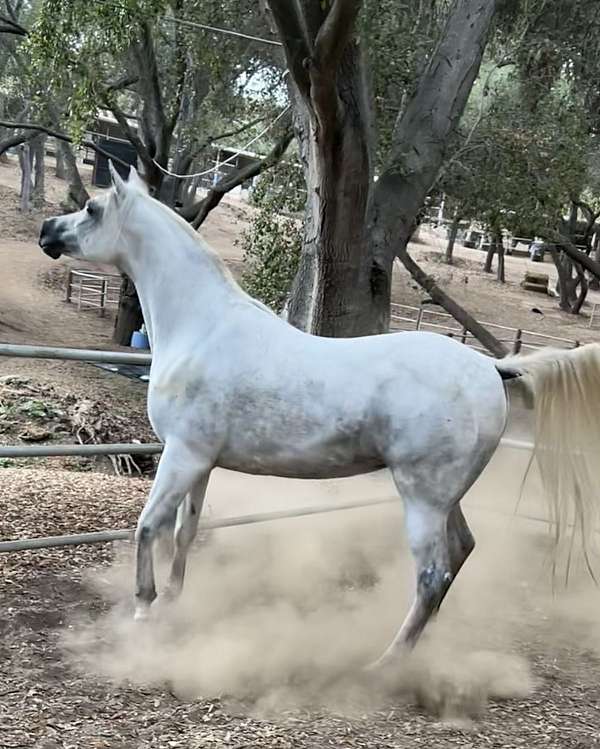arabian-horse-for-sale