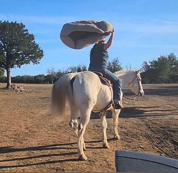 all-around-quarter-horse