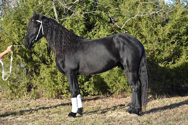 black-friesian-gelding