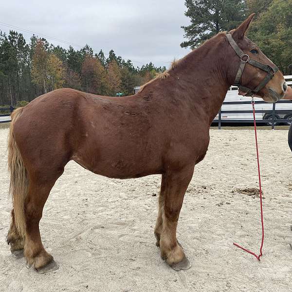 sorrel-belgian-mare