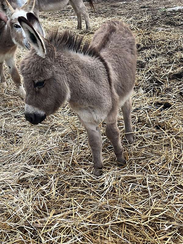 brown-miniature-donkey