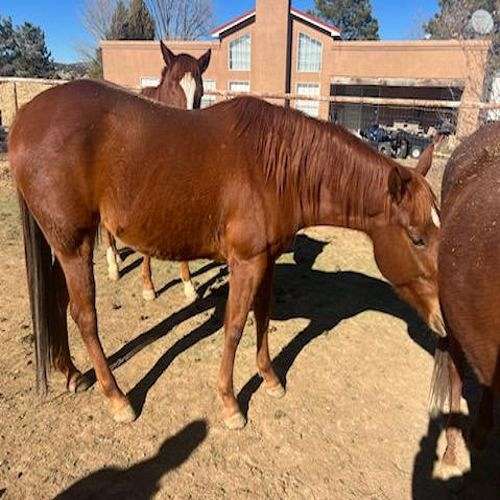 sorrel-quarter-horse-filly