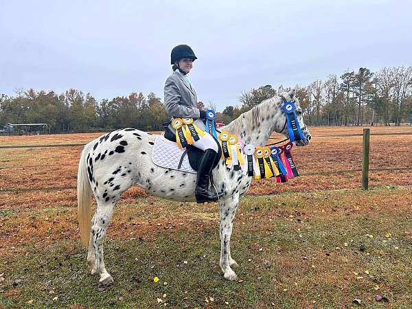 appaloosa-mare