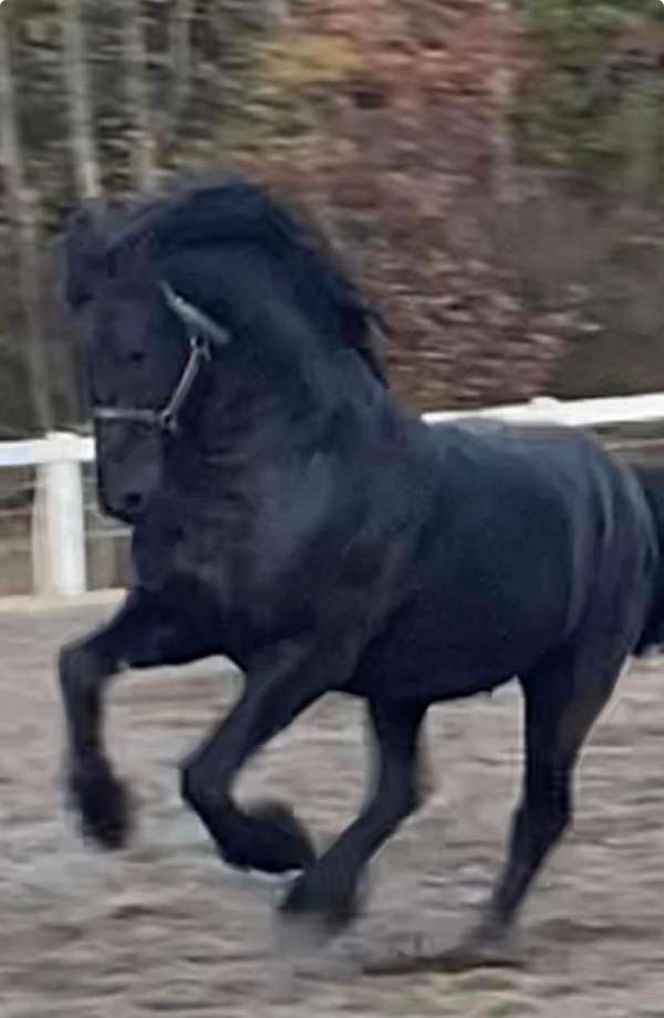 black-friesian-stallion