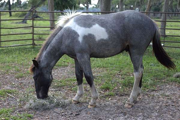 bay-roan-tobiano-gypsy-vanner-horse