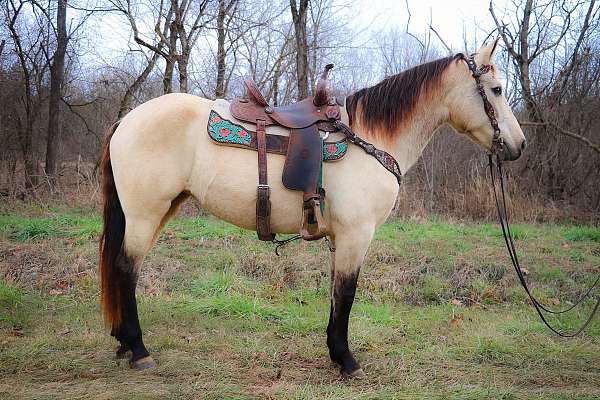 trail-class-compet-draft-horse