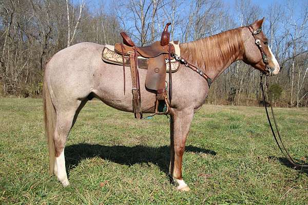 western-dres-quarter-horse