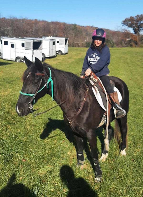 black-white-spotted-saddle-horse-for-sale-in-va-tennessee-walking