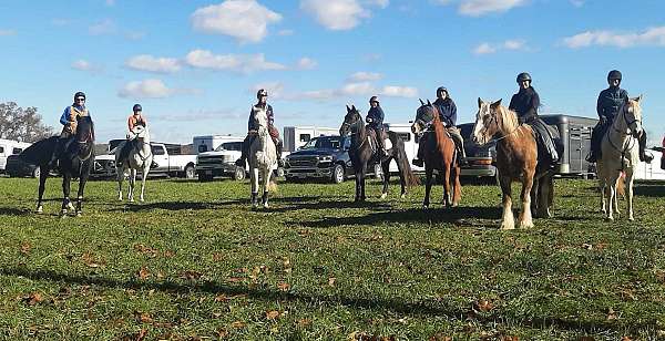 black-white-spotted-saddle-horse-for-sale-in-va