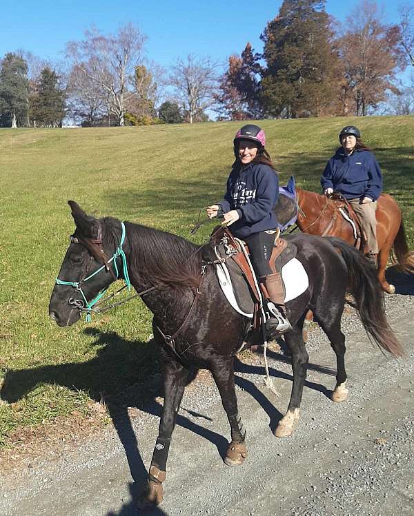 walker-for-sale-in-va-horse