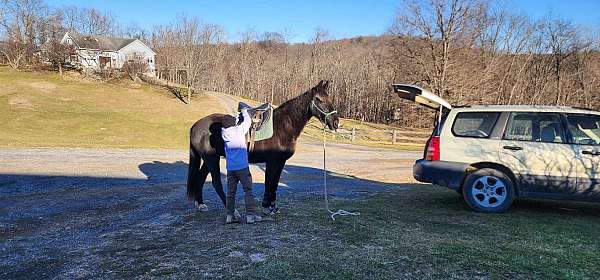 black-white-spotted-saddle-horse-for-sale-in-va-mare