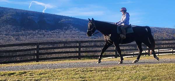 black-mare-tennessee-walking-horse