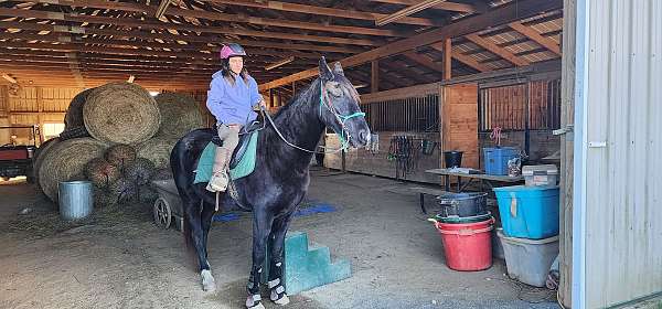 black-tennessee-walking-horse