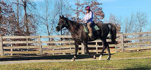 broodmare-tennessee-walking-horse