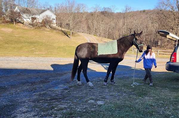 female-tennessee-walking-horse