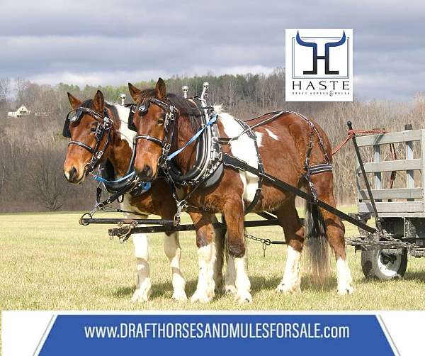 show-experie-draft-horse