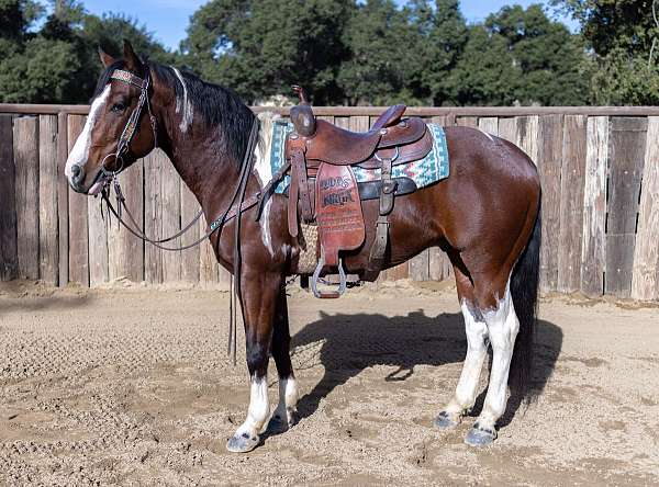 burro-paint-horse