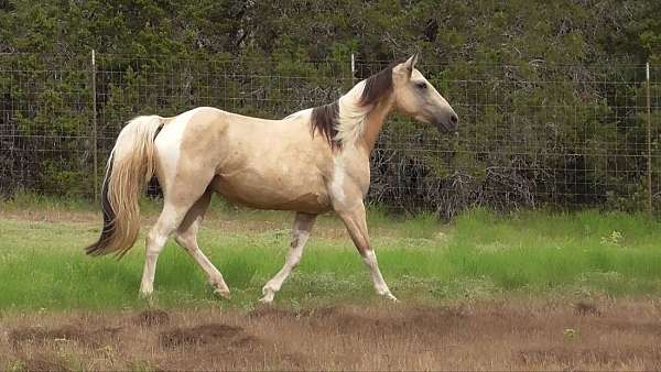 missouri-foxtrotter-walkaloosa-horse