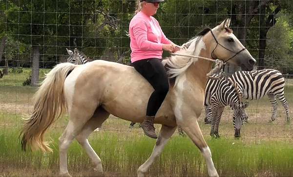 fox-trotter-walkaloosa-horse