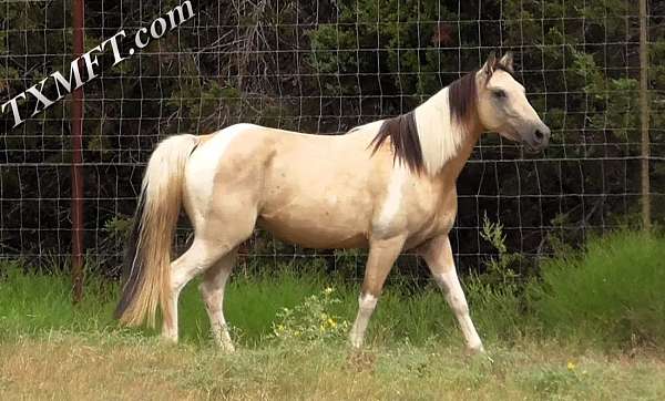 acre-walkaloosa-horse