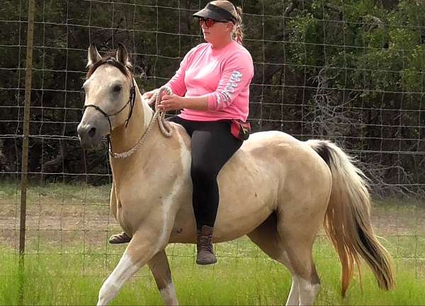 all-walkaloosa-horse