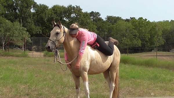 anyone-walkaloosa-horse