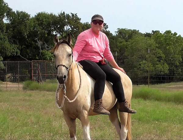 appaloosa-walkaloosa-horse