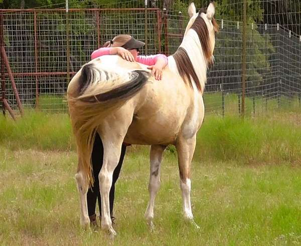 beginner-novice-walkaloosa-horse