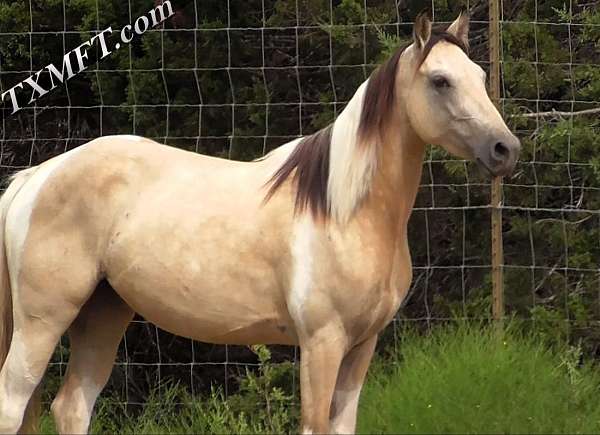 black-base-walkaloosa-horse