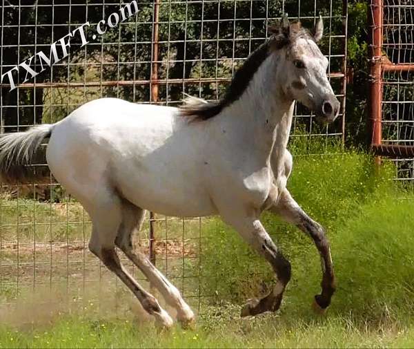 missouri-foxtrotter-walkaloosa-horse