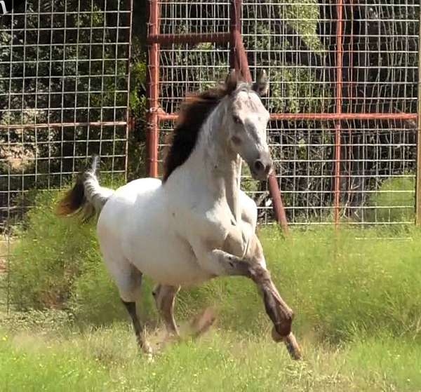 fox-trotter-walkaloosa-horse