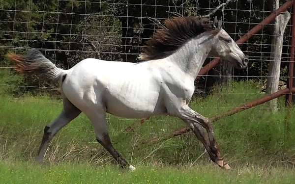 gaited-horse-for-sale-walkaloosa