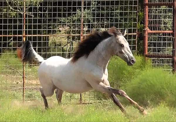 acre-walkaloosa-horse