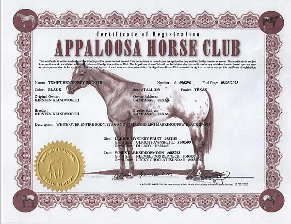 anyone-walkaloosa-horse