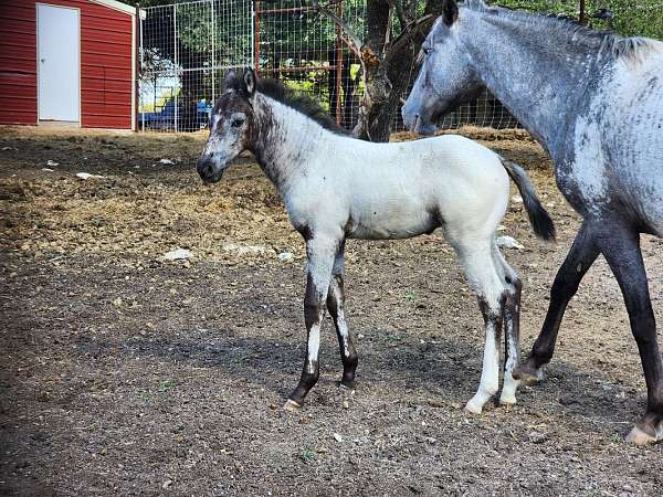 appaloosa-walkaloosa-horse